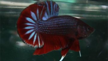 ikan cupang warna merah