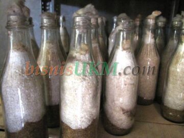 bibit jamur