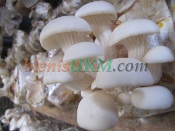 jamur tiram