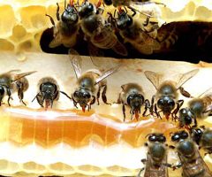 Bisnis Ternak Lebah Madu, Sengatan Untungnya Kian Diburu