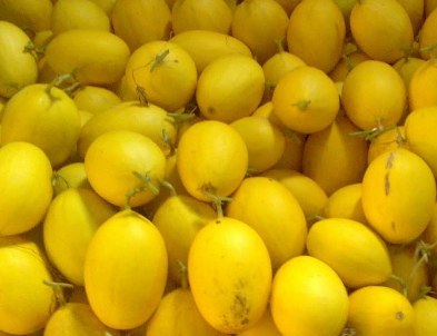 Usaha Budidaya Melon Kuning, Berdaya Jual Tinggi