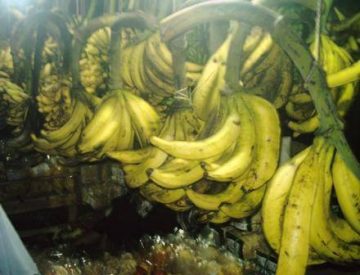 pisang agung