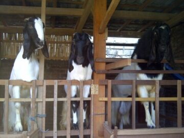 usaha peternakan kambing etawa sleman cukup menggiurkan