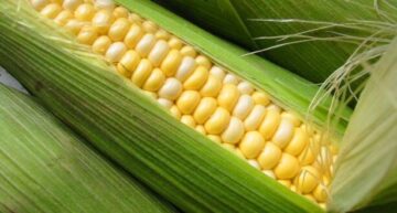 bisnis plan budidaya jagung