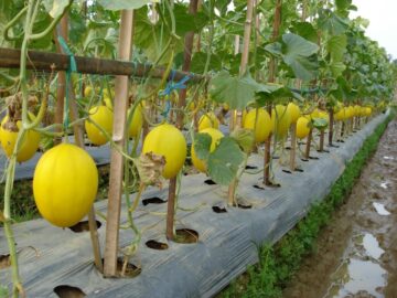 bisnis plan budidaya melon kuning