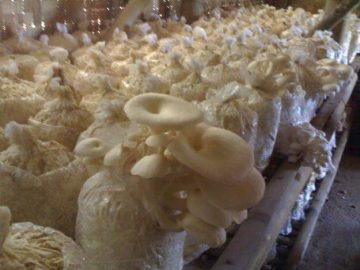 cara budidaya jamur
