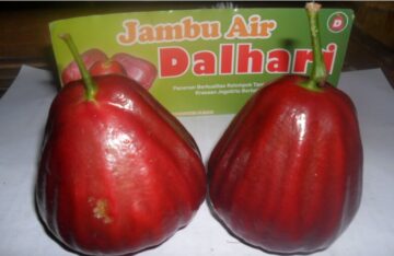 jambu dalhari buah unggulan baru dari sleman