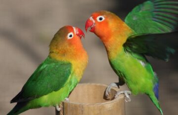 ternak burung lovebird