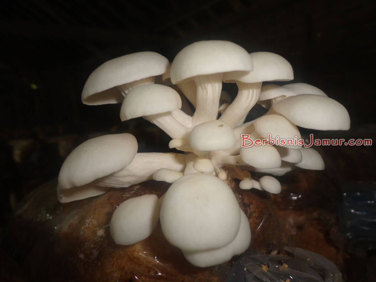 Budidaya jamur tiram