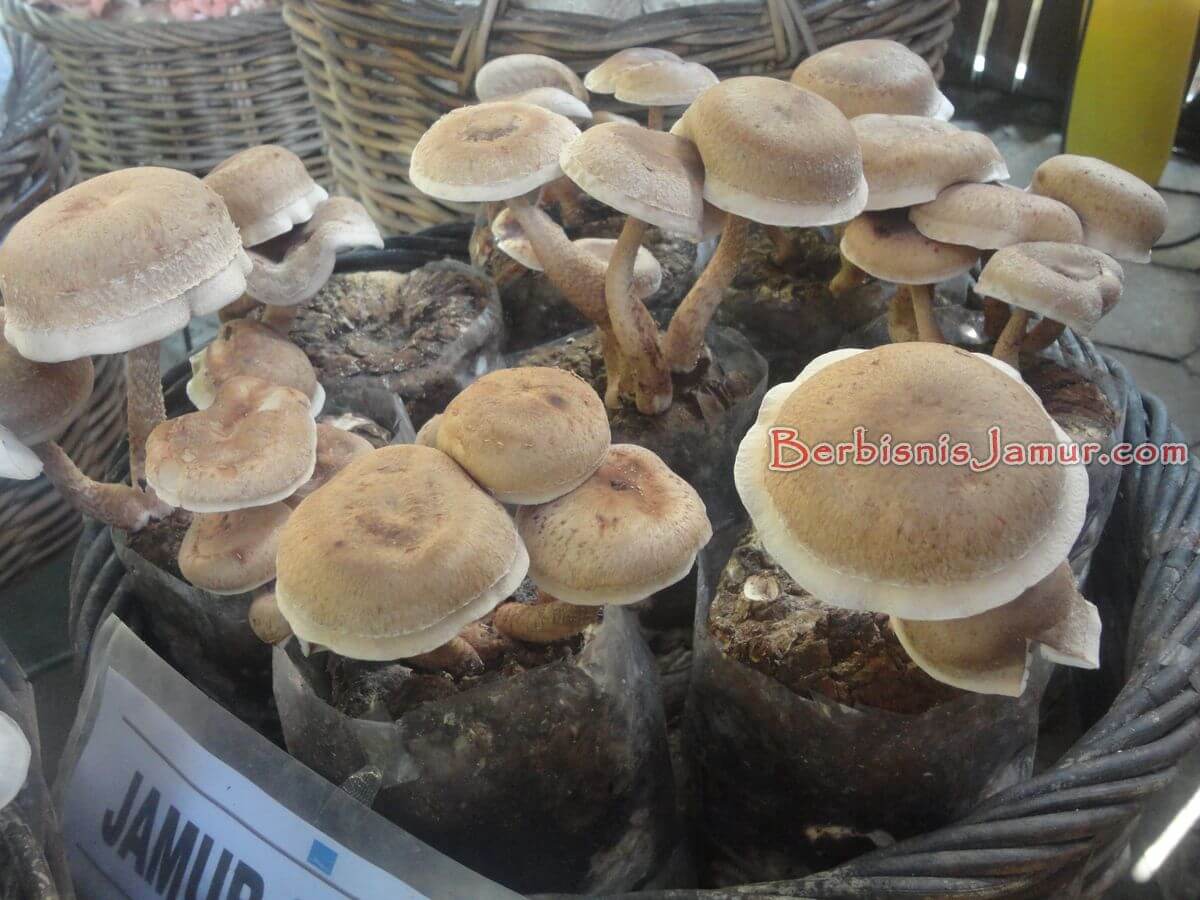 Jamur shitake