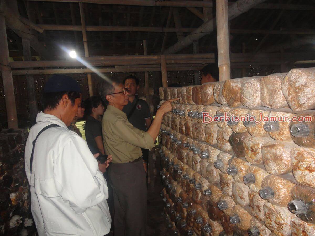 Kunjungan ke petani jamur