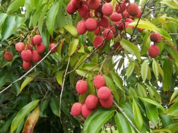 budidaya buah leci