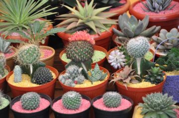 Peluang Bisnis di Pedesaan