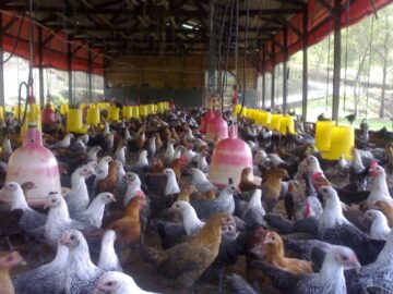 ternak ayam kampung