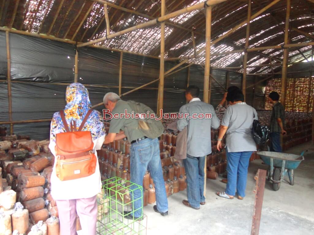 Bibit Jamur Tiram