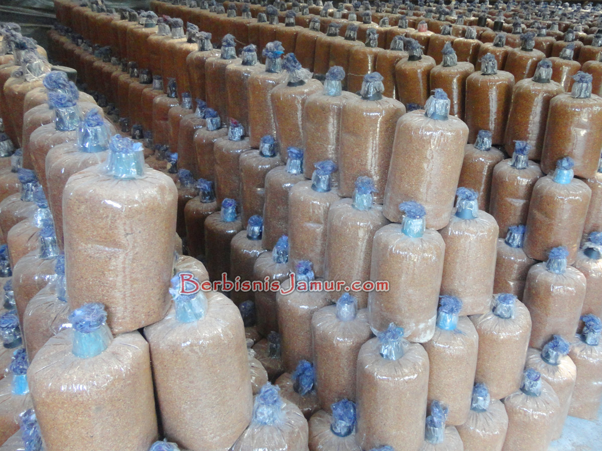 Baglog Jamur Tiram