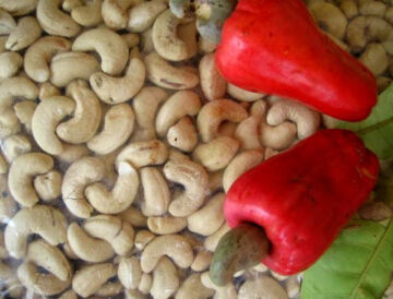 Potensi Bisnis Kacang Mete