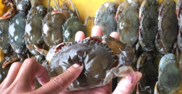 Bisnis Kepiting Soka