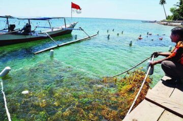 Budidaya rumput laut