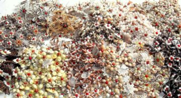 Bisnis Kerajinan Tangan Bros Cangkang Kerang Laut