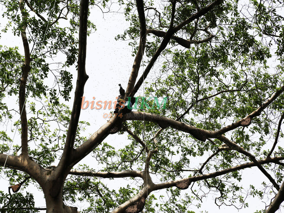 Madu Asli Kuantan Manis Labanya Besar Khasiatnya