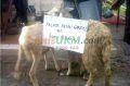 Bisnis kambing aqiqah