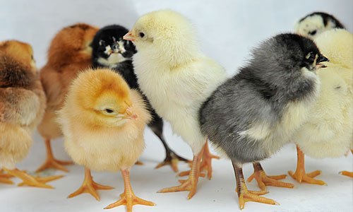 Proposal Usaha Ternak Ayam Bangkok