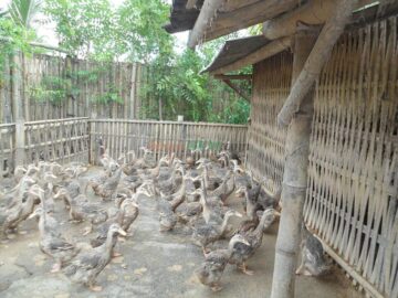 Bisnis ternak bebek