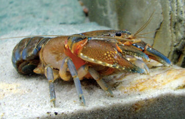 Peluang Usaha Budidaya Lobster Air Tawar di Bak
