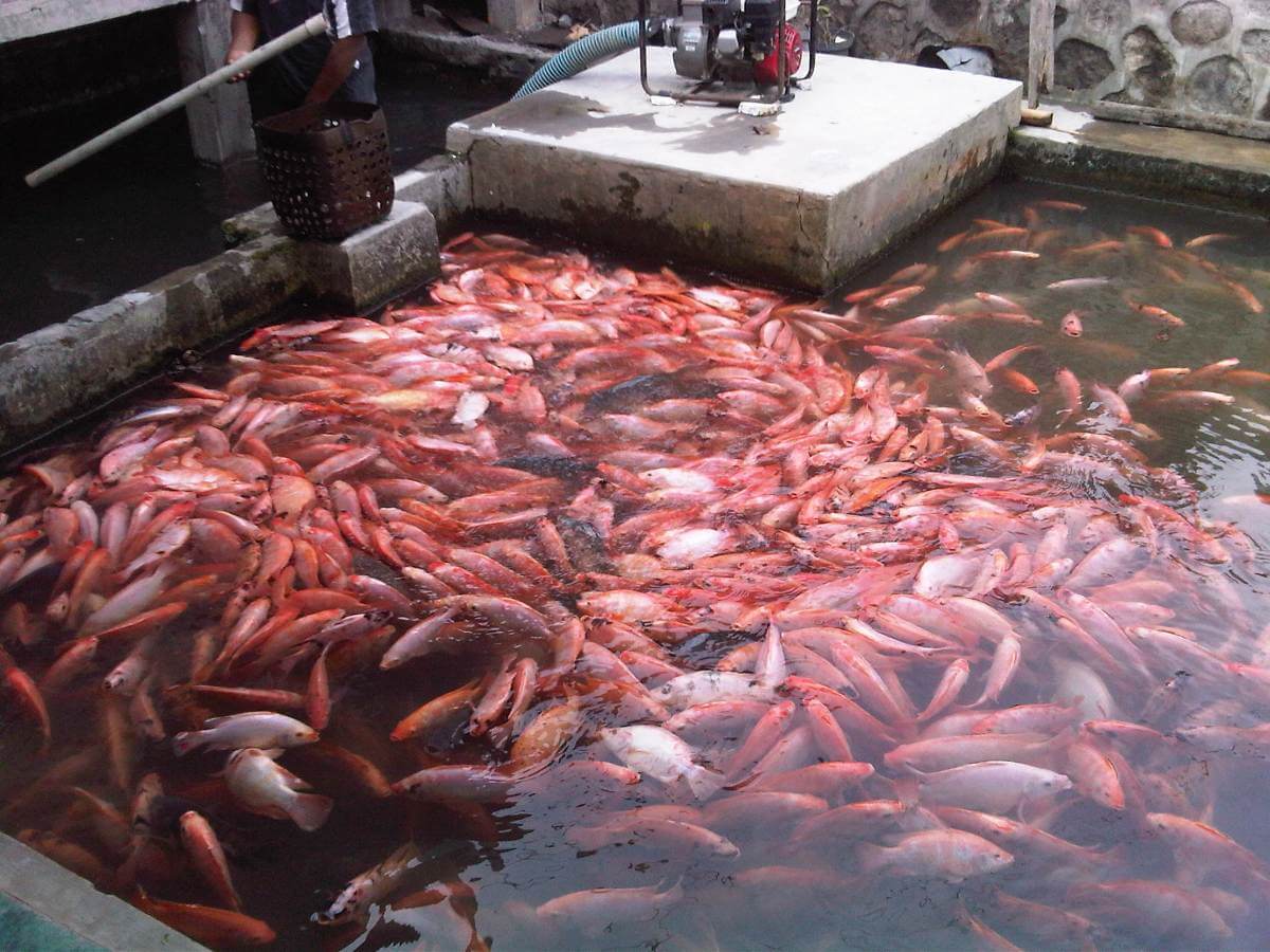 Peluang Usaha Pembenihan Ikan Nila di Kolam