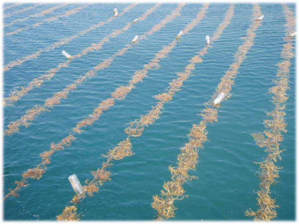 Rumput laut menjadi hasil laut dalam jenis