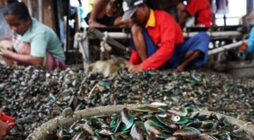 Peluang usaha budidaya kerang hijau