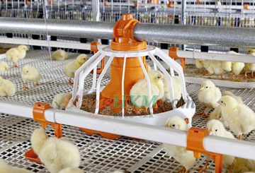 Perlengkapan bisnis peternakan ayam
