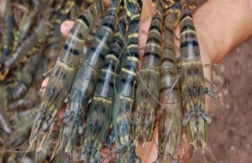 Peluang Usaha Budidaya Pembesaran Udang Windu di Tambak