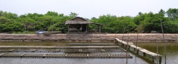 Peluang Usaha Penggemukan Kepiting Bakau di Tambak