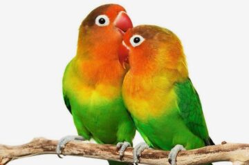 Download Bisnis Plan Usaha Ternak Burung Lovebird