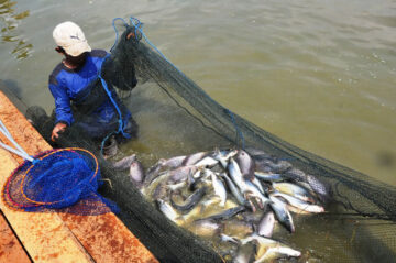 Peluang Usaha Pembenihan Ikan Patin