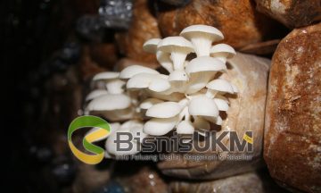 Budidaya jamur tiram