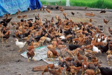 Ilustrasi ternak ayam kampung