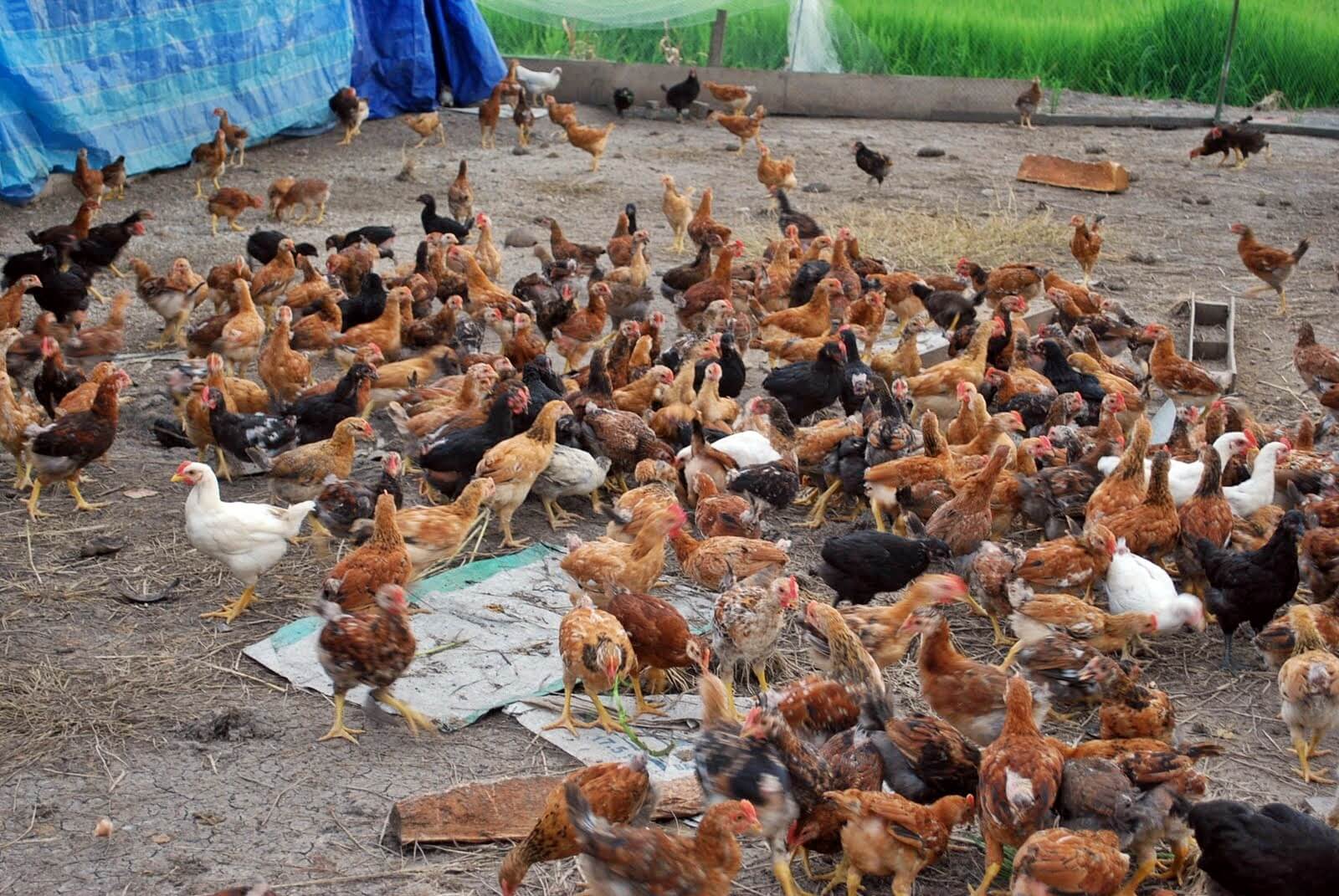 Bisnis Plan Ternak Ayam Kampung
