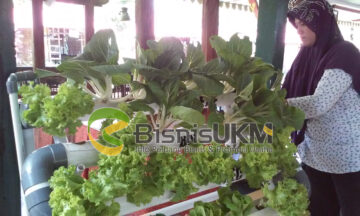 Cluster pertanian terpadu hidroponik di Kudus