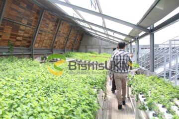Bisnis hidroponik di Greenhost Boutique Hotel