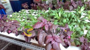 Bisnis hidroponik mulai dikembangkan di Depok