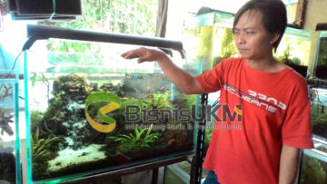 Iman perajin aquascape