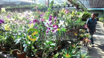 Santi Orchid menjual berbagai macam jenis bunga anggrek
