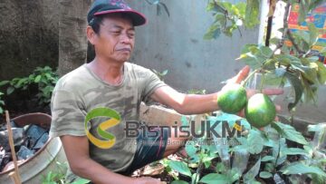 Bisnis budidaya alpukat cipedak