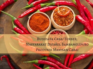 Budidaya cabai sukses masyarakat difabel bambanglipuro produksi manisan cabai