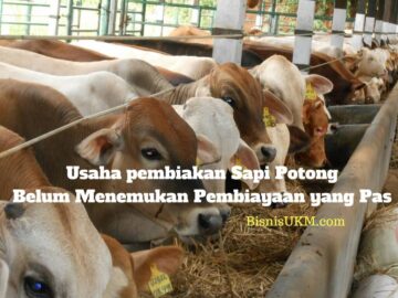 Usaha pembiakan Sapi Potong Belum Menemukan Pembiayaan yang Pas