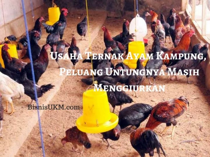 Usaha Ternak Ayam Kampung Peluang Untungnya Masih Menggiurkan