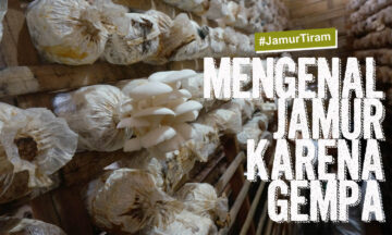 MENGENAL JAMUR KARENA GEMPA
